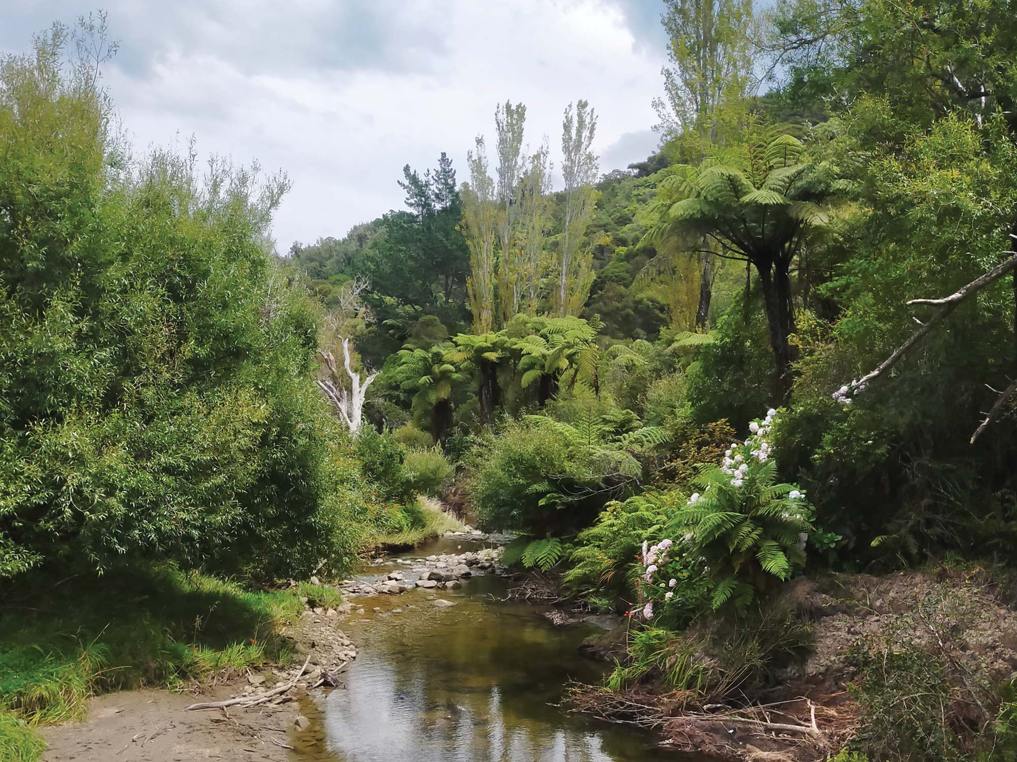 Ko Tarakihinui te awa